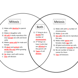 Mitosis vs meiosis worksheet answers