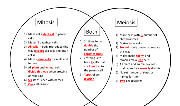 Mitosis vs meiosis worksheet answers