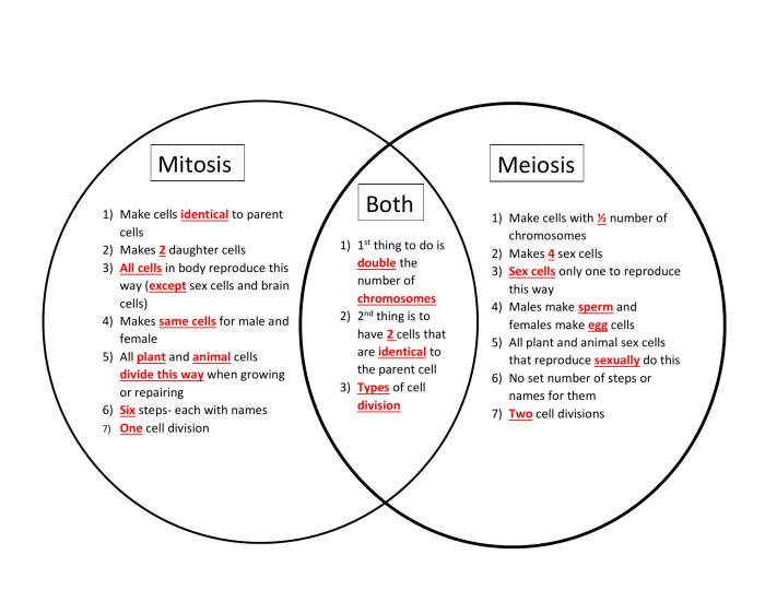 Mitosis vs meiosis worksheet answers