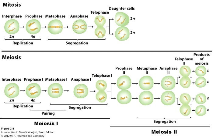 Mitosis vs meiosis worksheet answers