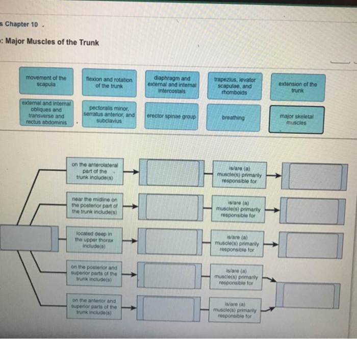 Concept map major muscles of the trunk