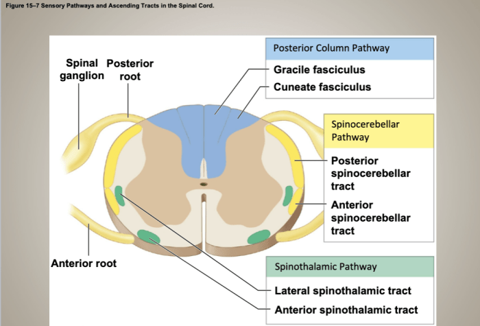 Drag the labels to identify sensory pathways