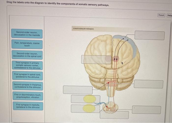 Sensory somatic pathway pathways column posterior lecture12 major anterolateral spinothalamic slideshare spino