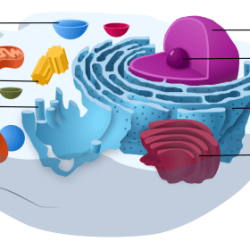 Eukaryotic cells eukaryote organelles answered prokaryotic