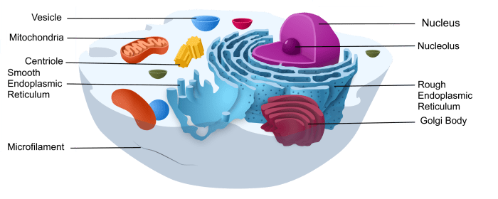 Eukaryotic cells eukaryote organelles answered prokaryotic