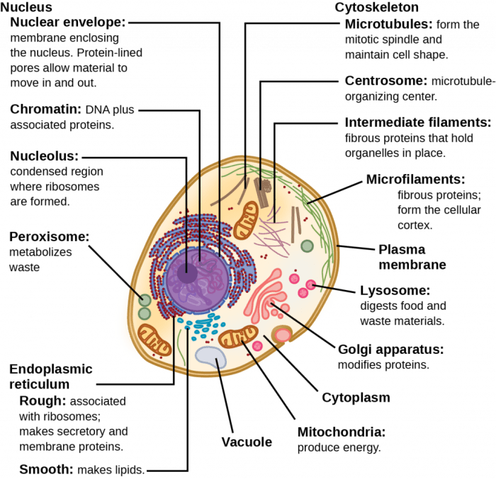 Organelles in eukaryotic cells pogil