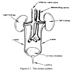 Urinary system webquest answer key