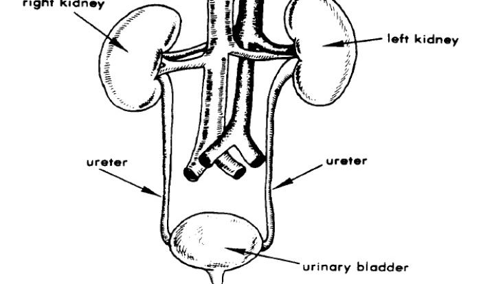 Urinary system webquest answer key