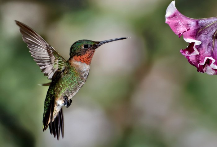 Ruby throated hummingbird courtship display