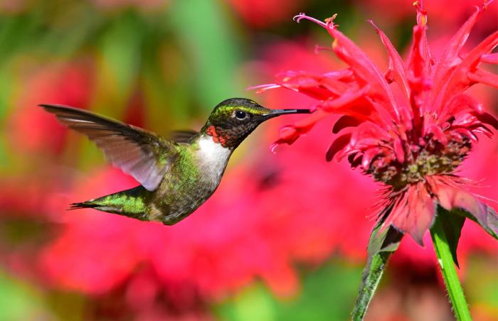 Ruby throated hummingbird courtship display