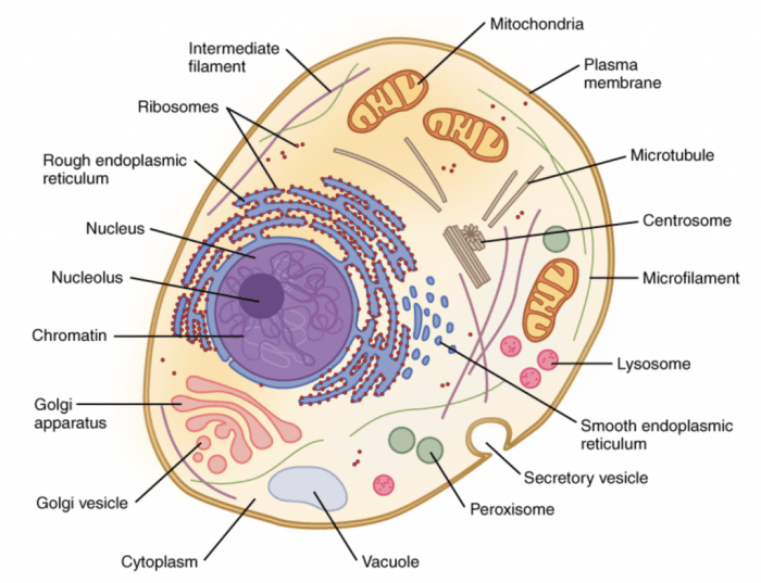 Organelles in eukaryotic cells pogil