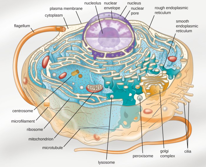 Eukaryotic definition eukaryote prokaryotic microscope membrane