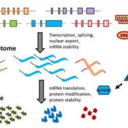 Gene expression translation pogil key