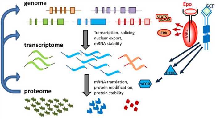 Gene expression translation pogil key