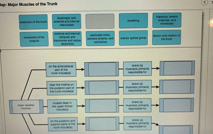 Concept map major muscles of the trunk