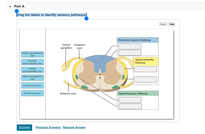 Drag the labels to identify sensory pathways