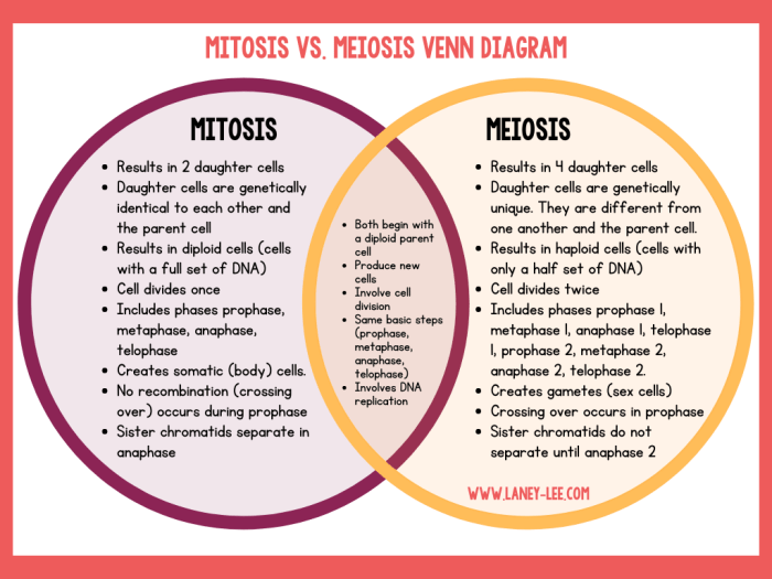 Mitosis vs meiosis worksheet answers