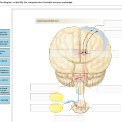 Sensory tracts spinal pathways