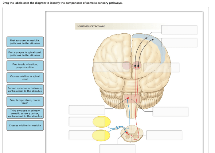 Sensory tracts spinal pathways