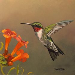 Hummingbird ruby throated tailed feather stories rocky serve feats intimidation prolific east well he most small