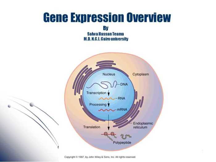 Gene expression translation pogil key