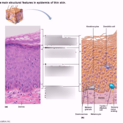 Art-labeling activity structure of the epidermis