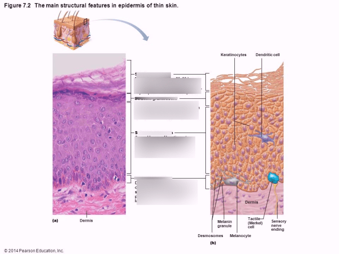 Art-labeling activity structure of the epidermis