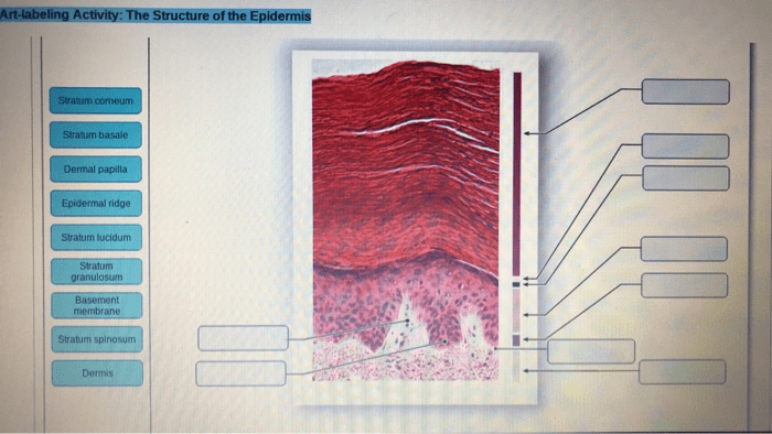 Art-labeling activity structure of the epidermis