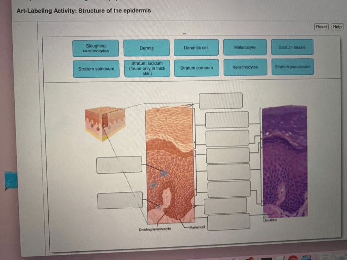 Art-labeling activity structure of the epidermis